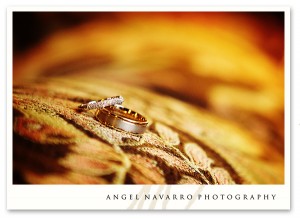 Picture of the wedding rings. Sarasota - The Field Club